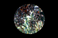 Pacific Grove Monarchs