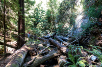 Evyn's Redwood Pics